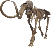 Columbian Mammoth Clean.png