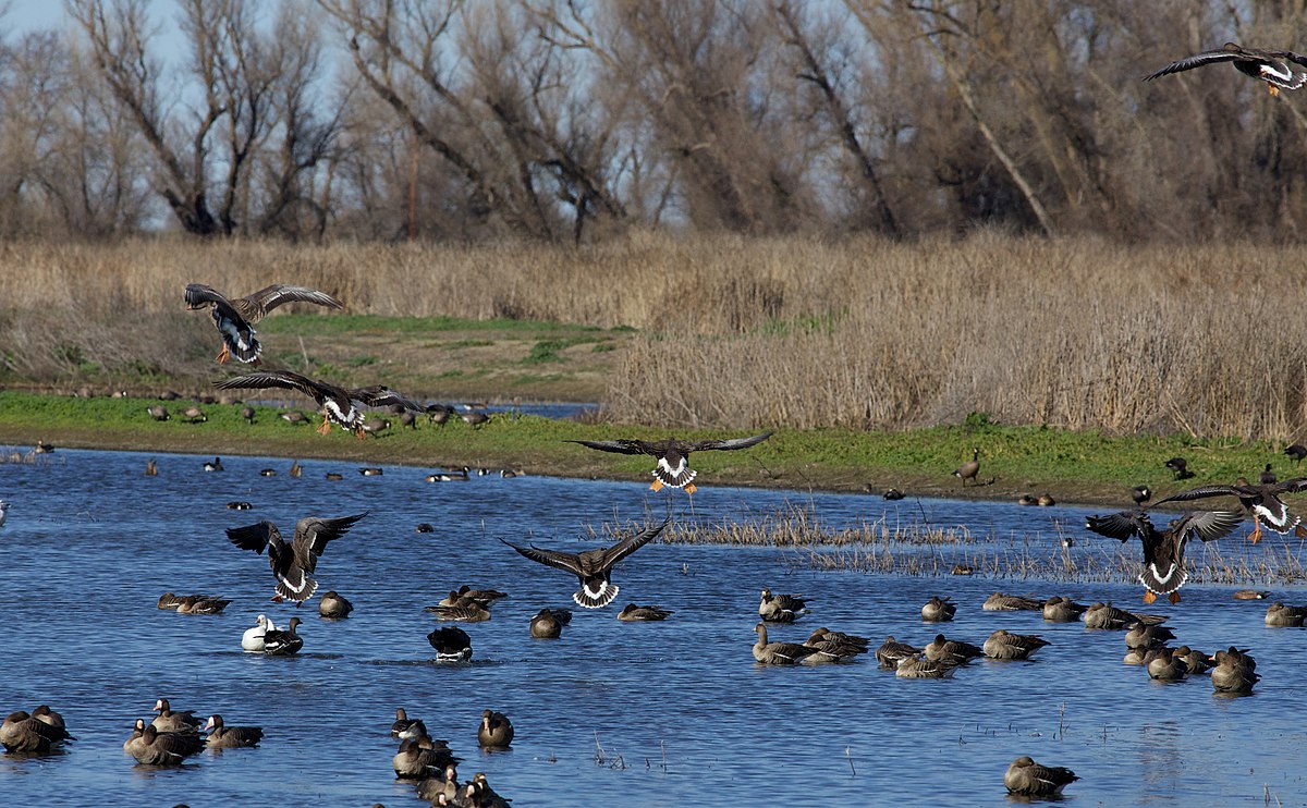 1200px Colusa_National_Wildlife_Refuge