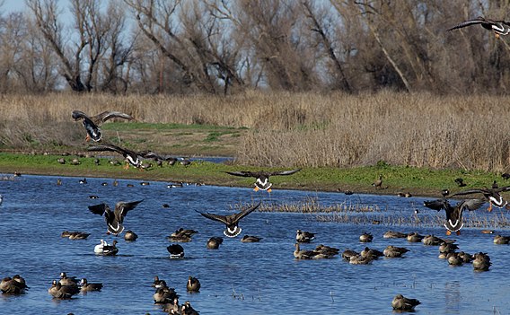 National wildlife. Национальный заповедник. Kivira National Wildlife Refuge Канзас. Национальный резерват дикой природы Модок. Celestun National Wildlife Refuge.