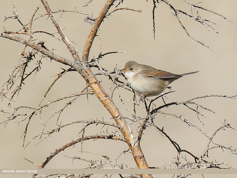 File:Common Whitethroat (Sylvia communis) (44960706704).jpg