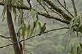 Common emerald dove Chalcophaps indica from Anaimalai hills DSC7986.JPG