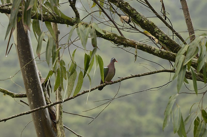 File:Common emerald dove Chalcophaps indica from Anaimalai hills DSC7986.JPG