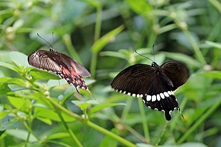 Common mormon (Papilio polytes) courting f romulus (left) m right.jpg