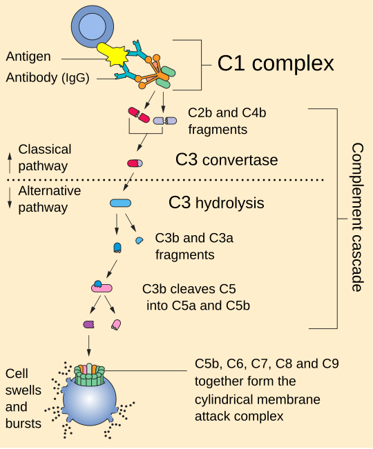 C3 konvert\u00e1za \u2013 Wikipedie