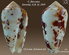 Descrierea imaginii Conus floccatus 3.jpg.