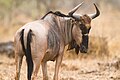 Cookson's wildebeest, South Luangwa National Park (51866152496).jpg
