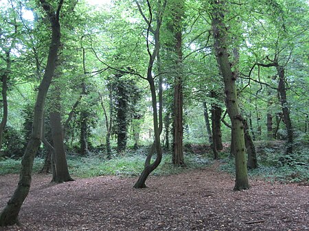 Coppett's Wood 2