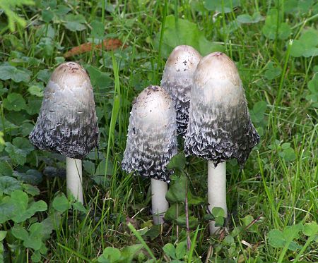 Coprinus comatus.jpg