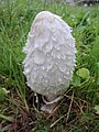 Čeština: mladý hnojník obecný Latina: Coprinus comatus