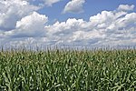 Corn field ohio.jpg