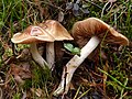 Cortinarius mucifluus