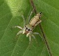 Miniatura para Cosmophasis lami