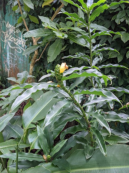 File:Costus pictus 135367696.jpg