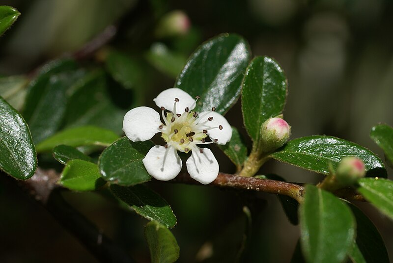 File:Cotoneaster horizontalis 12.jpg