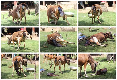 Montase foto yang menunjukkan tahap-tahap kelahiran seekor sapi di Laos, terdiri dari sembilan foto yang diurutkan dari kiri ke kanan lalu ke bawah