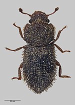 Coxelus punctatus