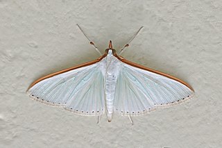 <i>Diaphania</i> Genus of moths