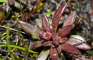 <i>Crassula closiana</i> Species of succulent