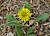 Crepis bursifolia j5961b.JPG