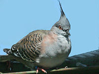 Pigeon, Crested Ocyphaps lophotes