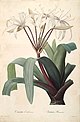 Crinum erubescens.jpg