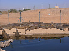 Nile crocodiles in captivity, Israel CrocoLoco-0008.jpg