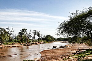 An elephant crosses a shrinking river in Kenya. Crossing elephant.jpg