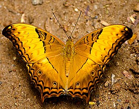 Fotografia da borboleta V. erota, uma espécie da região indo-malaia (Sudeste Asiático). Na subfamília Heliconiinae alguns Vagrantini, neste gênero, apresentam ocelos em suas asas posteriores.