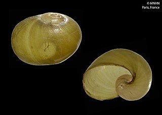 <i>Cryptaegis</i> Genus of gastropods