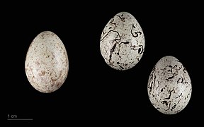 Cuculus canorus eggs (common cuckoo) egg in a spawn of cirl bunting