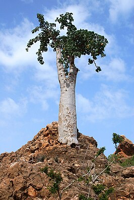 Dendrosicyos socotranus