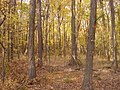 Thumbnail for Culberson Woods State Nature Preserve