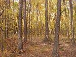 Culberson Woods State Nature Preserve