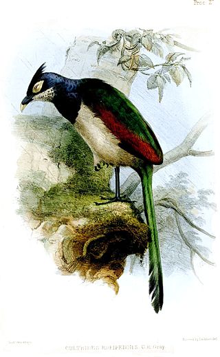 <span class="mw-page-title-main">Rufous-winged ground cuckoo</span> Species of bird