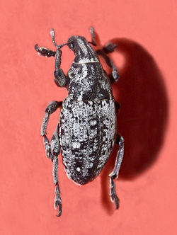 Curculionidae - Leucophyes pedestris.jpg