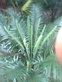 Cycas circinalis in semmozhi poonga.jpg