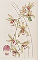 Cymbidium aloifolium (as syn. Cymbidium pendulum var. brevilabre) plate 24 in: Edwards's Bot. Register (Orchidaceae), vol. 26, (1844)