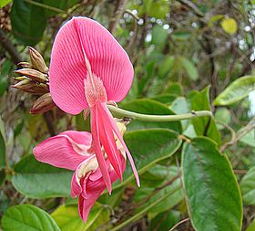 Cymbosema roseum