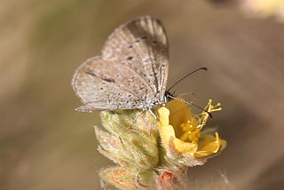 <i>Zizula cyna</i> Species of butterfly