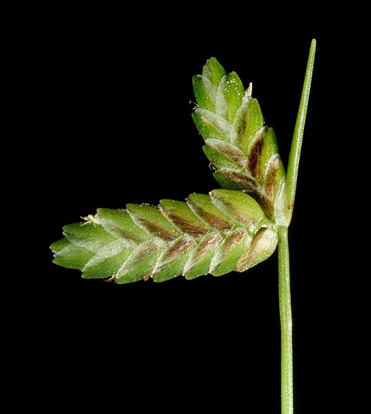 File:Cyperus tenellus - Flickr - Kevin Thiele.jpg