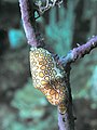 Молюск Язик Фламінго (Cyphoma gibbosum) на коралі Sea Fan