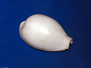 <i>Naria eburnea</i> Species of gastropod