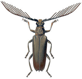 Cyriopalus wallacei