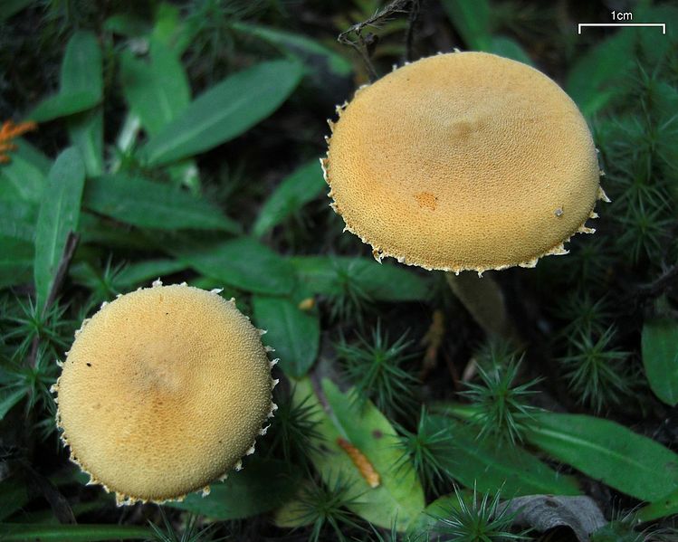 File:Cystoderma (4496168560).jpg