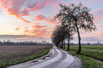 Estrada rural coberta de gelo ao nascer do sol perto de Merfeld, Dülmen, Renânia do Norte-Vestefália, Alemanha. (definição 6 703 × 4 469)