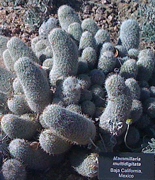 <i>Cochemiea multidigitata</i> Species of cactus