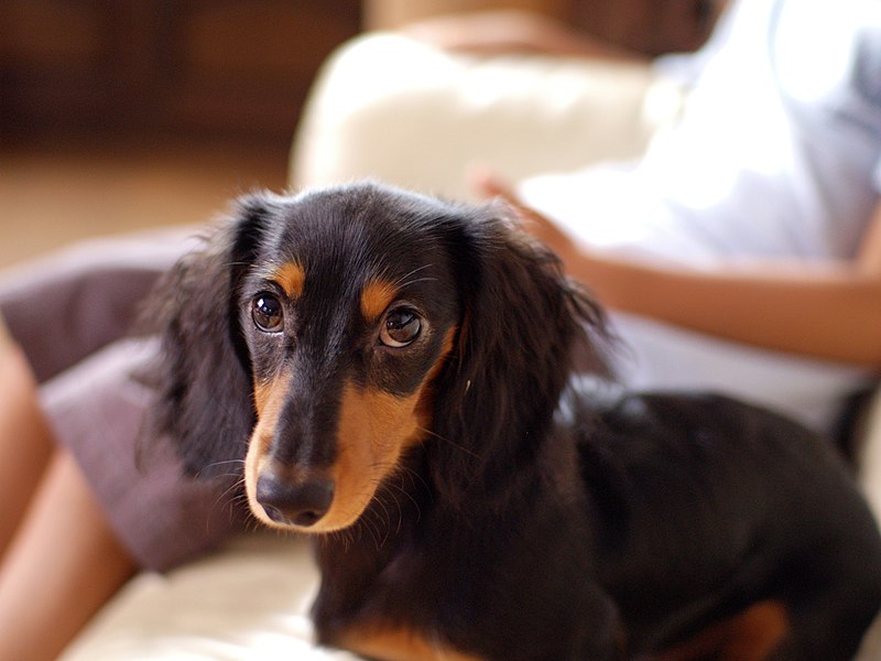 File:Dachshund longhaired puppy.jpg