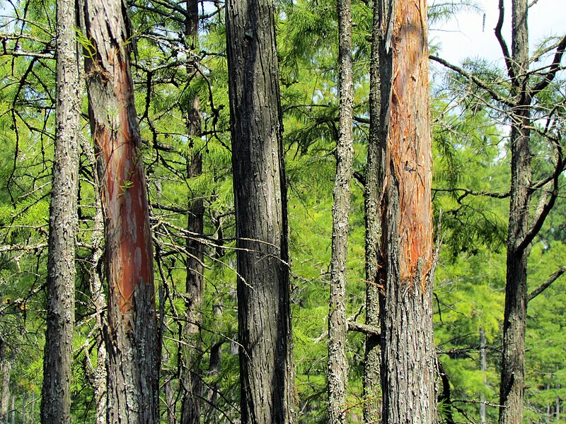 File:Damaged Cedars Carvers Creek SP NC 5594 (9719278372).jpg