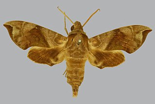 <i>Daphnis minima</i> Species of moth