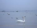 Darłowo-swan on taken beach.jpg